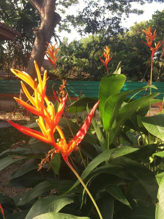 Samui Garden Resort バンラック・ビーチ エクステリア 写真