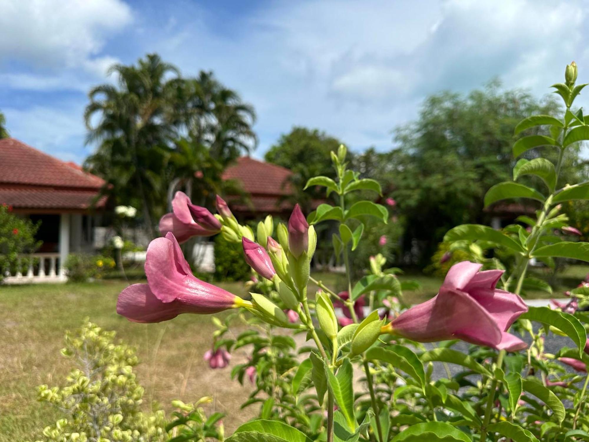 Samui Garden Resort バンラック・ビーチ エクステリア 写真
